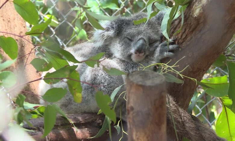Friends of the Koala sounds the alarm as summer looms – NBN News