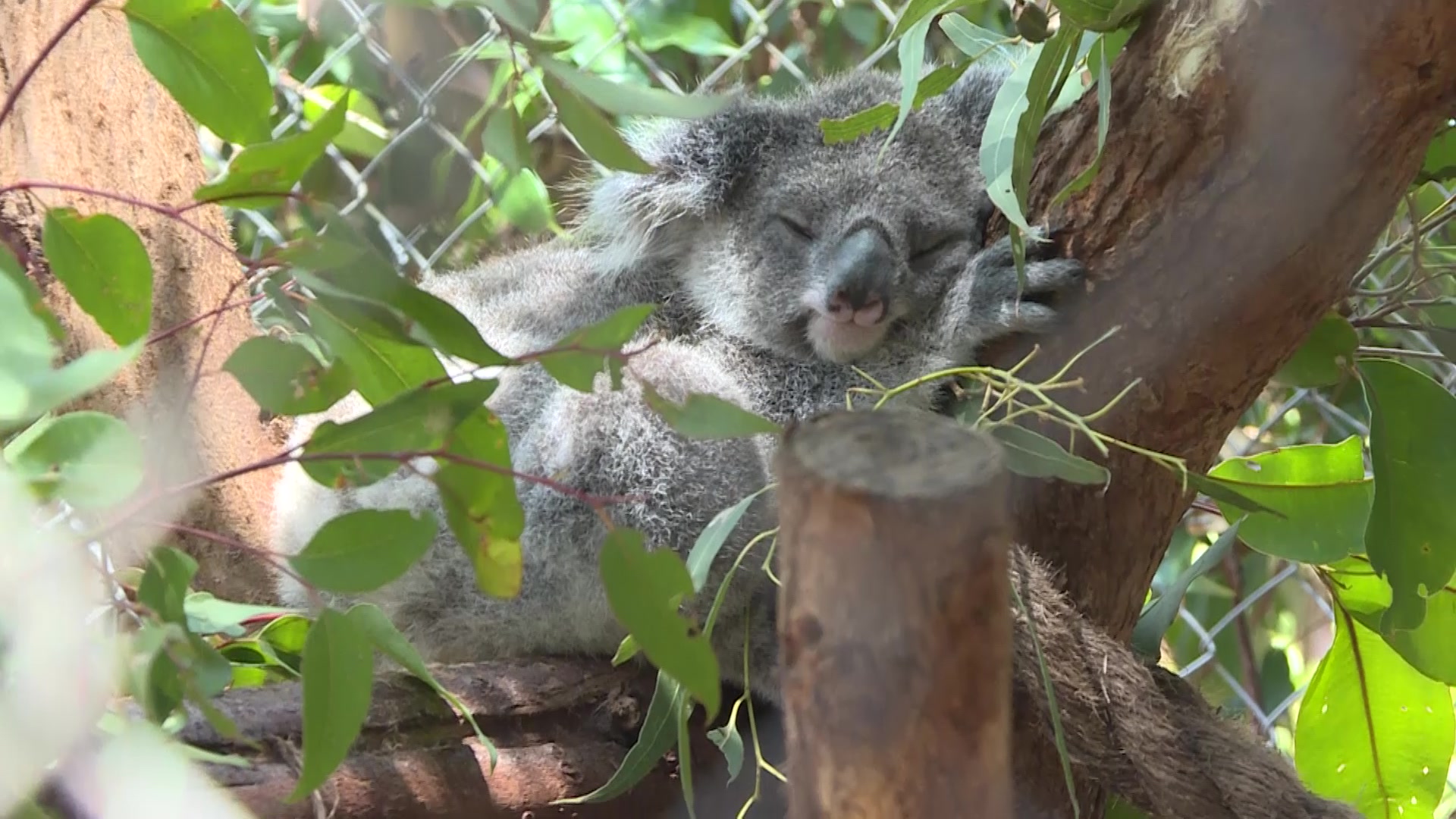 Friends of the Koala sounds the alarm as summer looms – NBN News