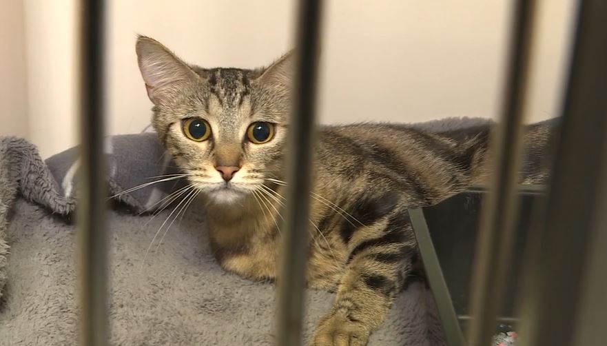 Major shortage of cat flu vaccines prompts warning from vets NBN News