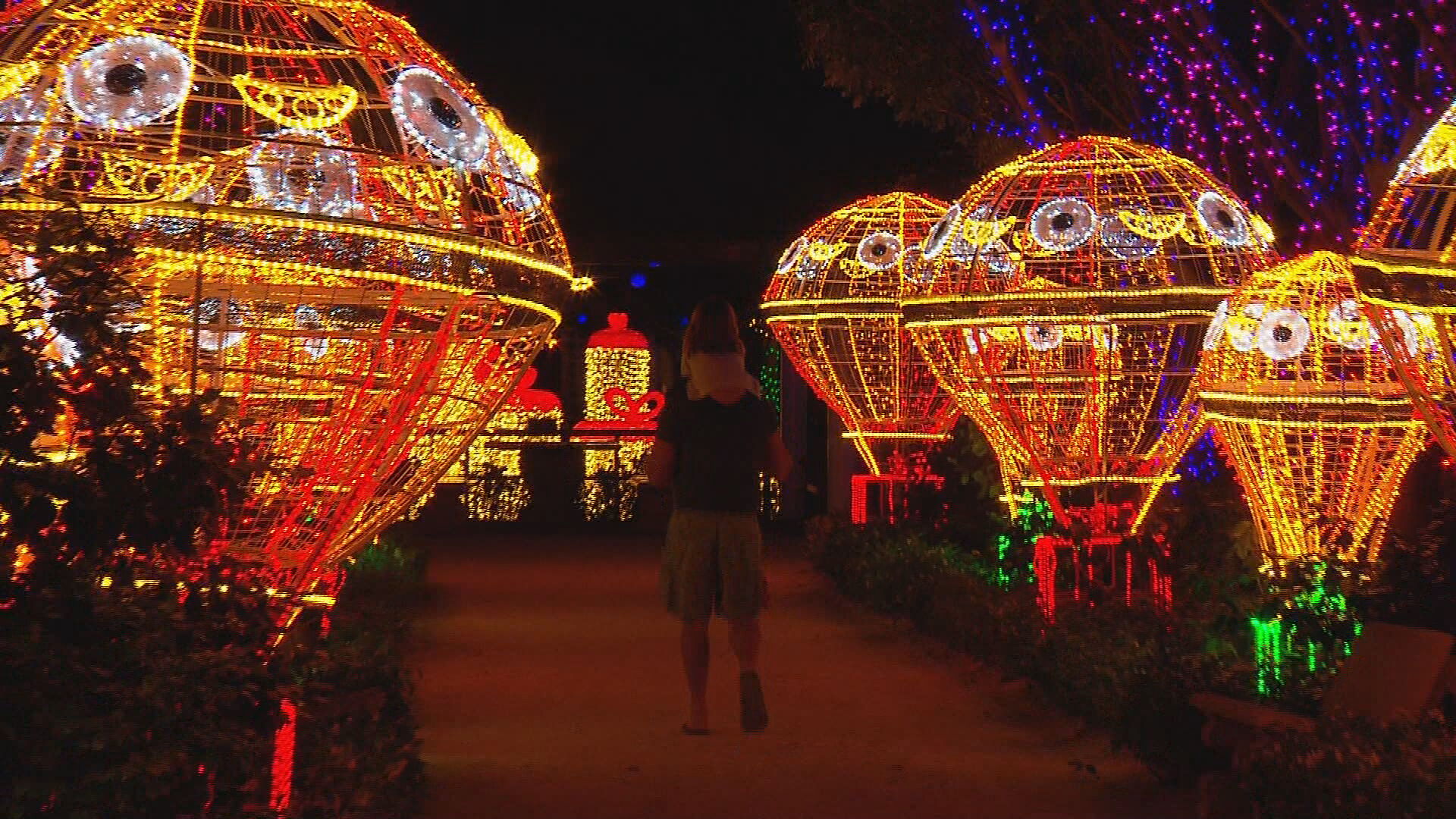 Hunter Valley Gardens lights up with Christmas magic NBN News