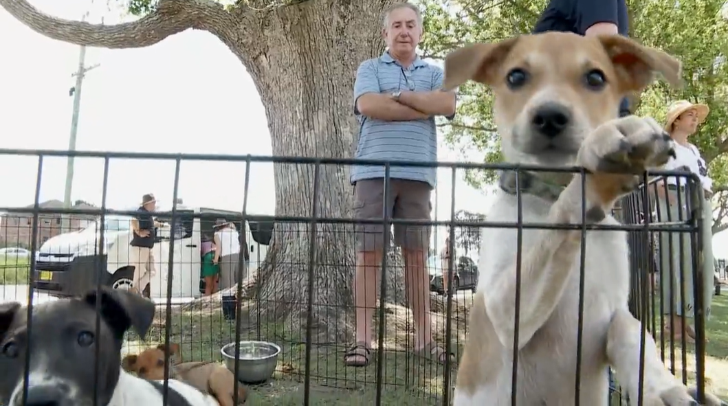 Kempsey Pound calls for pet owners to ‘adopt not shop’ amid spike in