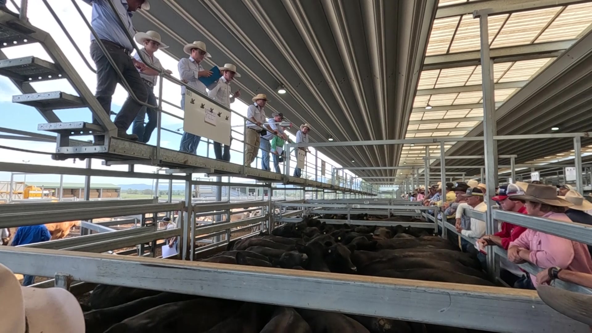 Tamworth cattle yards close 2023 store sale on high NBN News