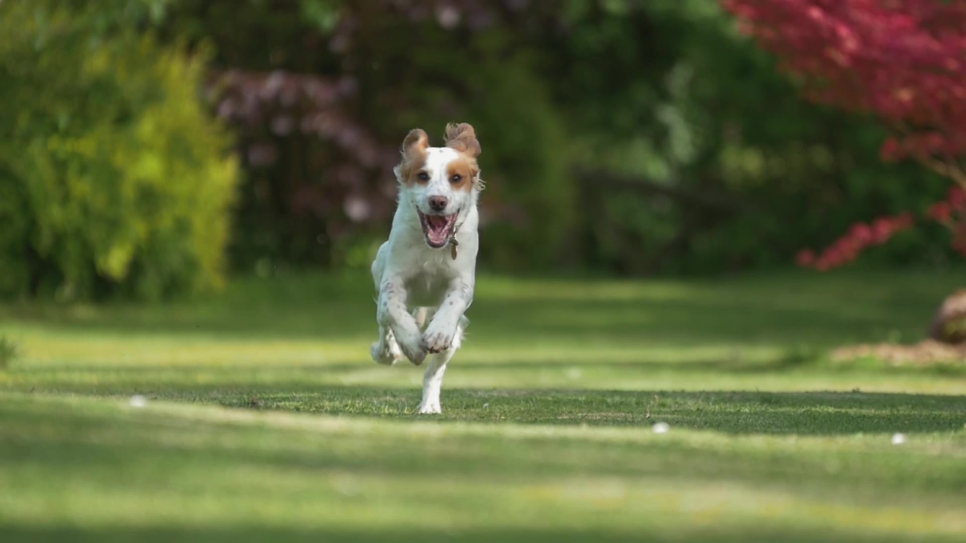 Pet owners to consider their best friends this Christmas – NBN News