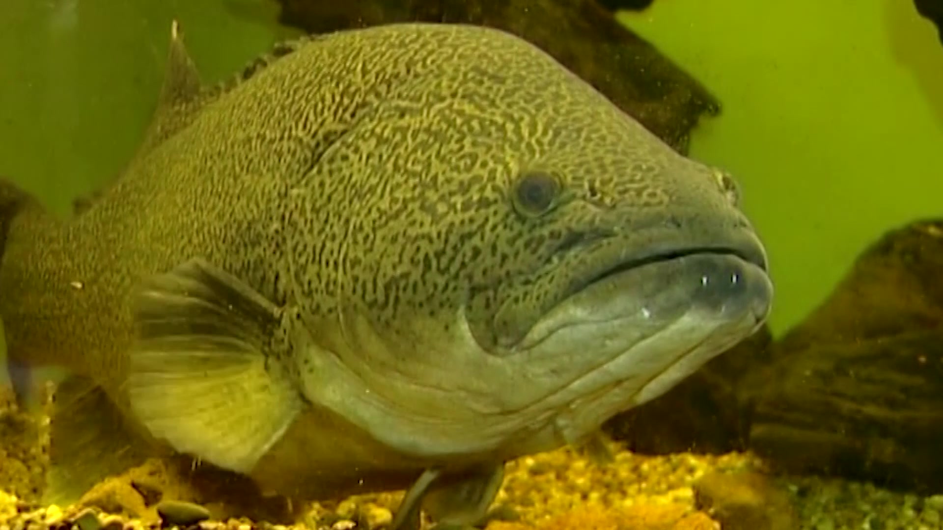 North West murray cod and catfish populations boom NBN News