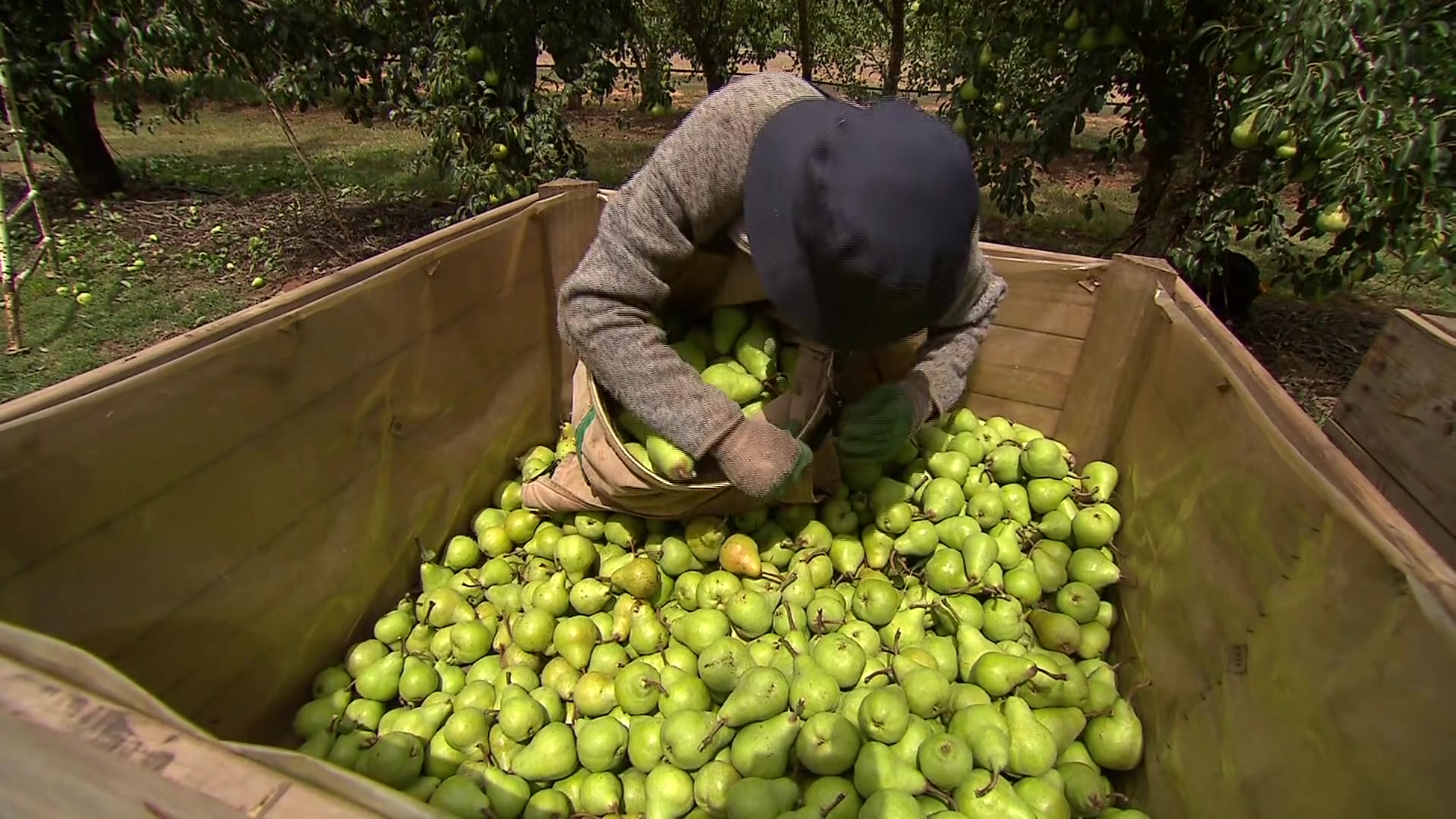 Consumers and Farmers hit with supermarket price gouging – NBN News