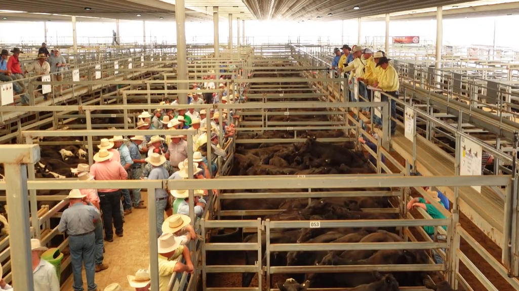 Ray White Rural Holds First Feature Sale For 2024 At Tamworth Livestock 