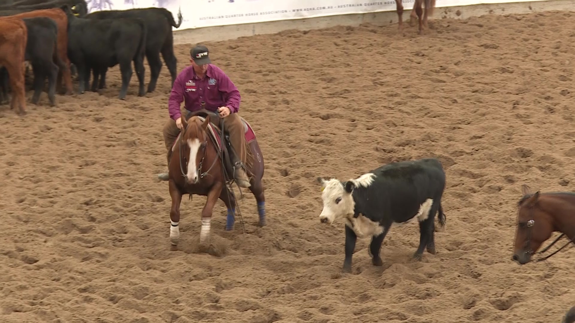 AQHA Cutting Championships draw top riders NBN News