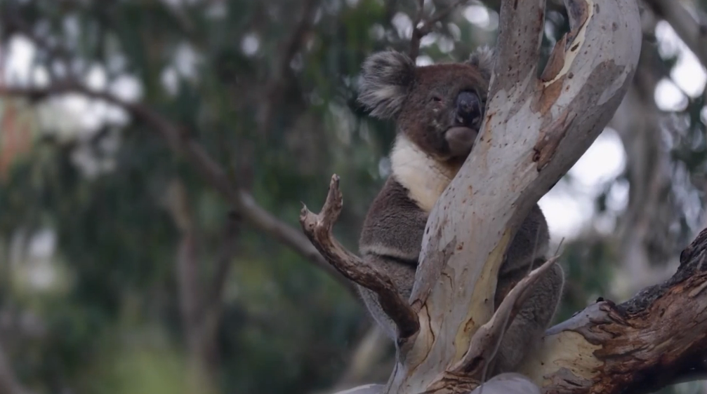 Pressure mounting on NSW Government to establish koala park – NBN News