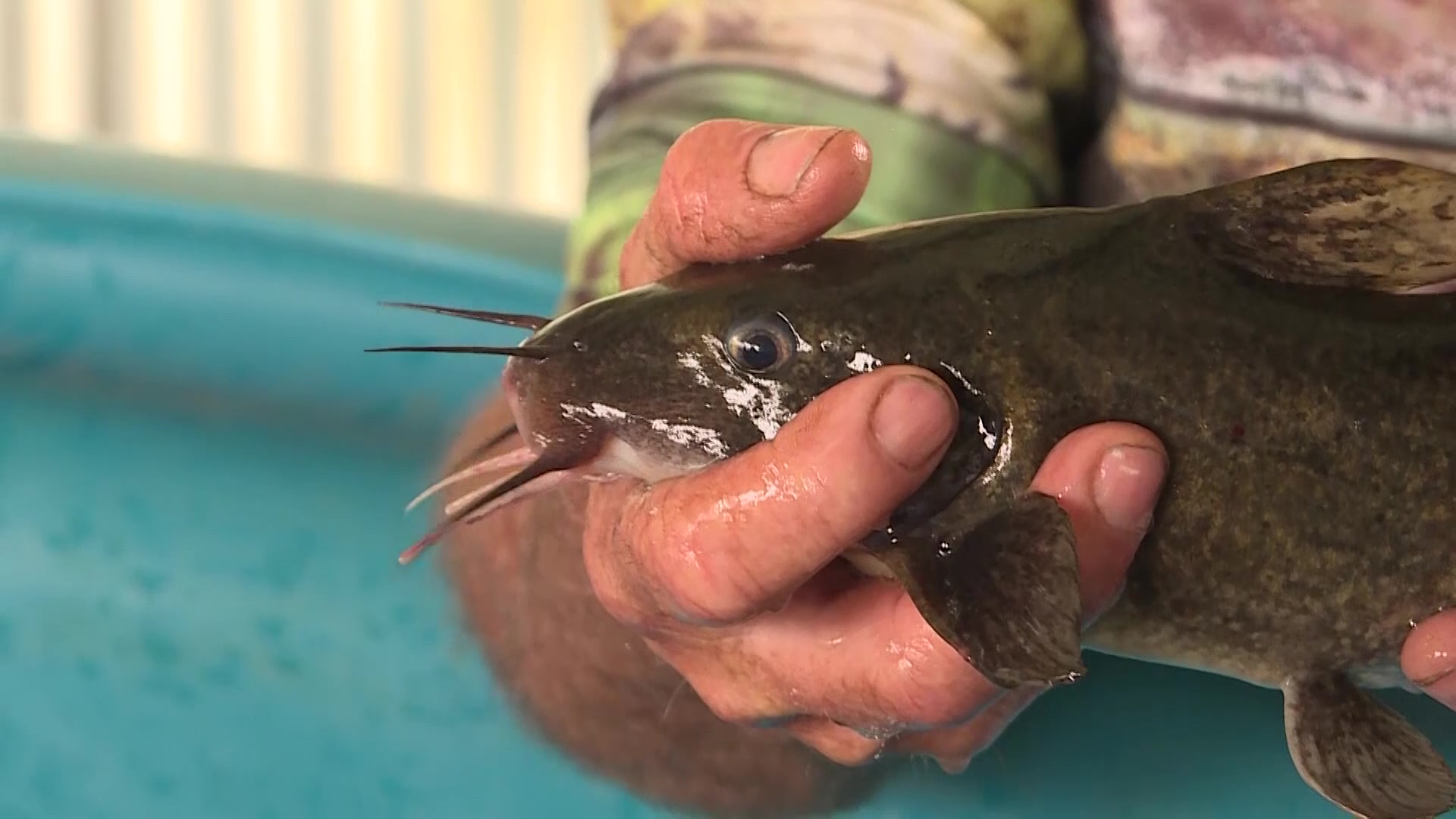 Manilla Cod Fish Manilla’s push to restore critical waterway – NBN News