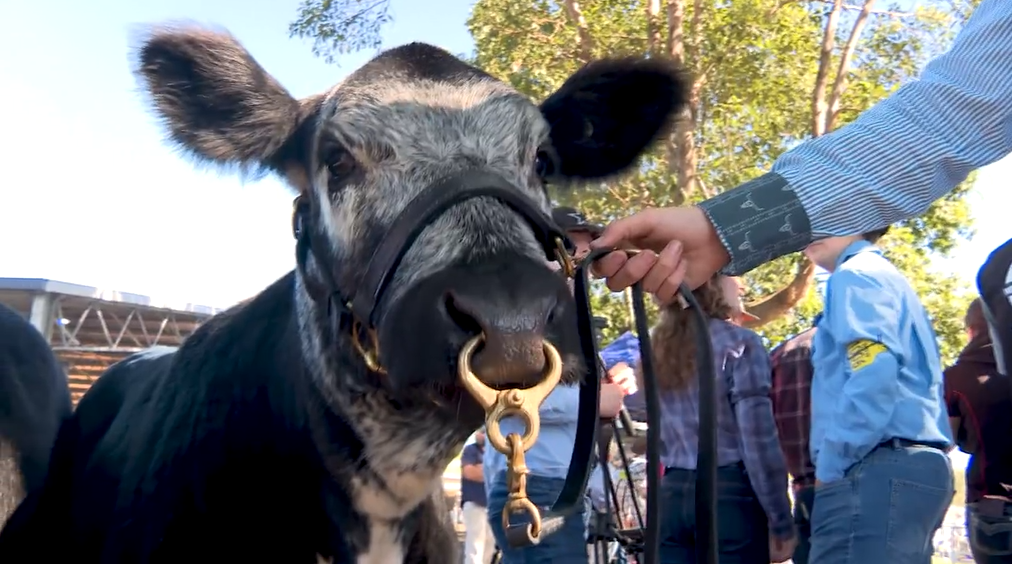 the-37th-annual-wingham-beef-week-now-on-nbn-news