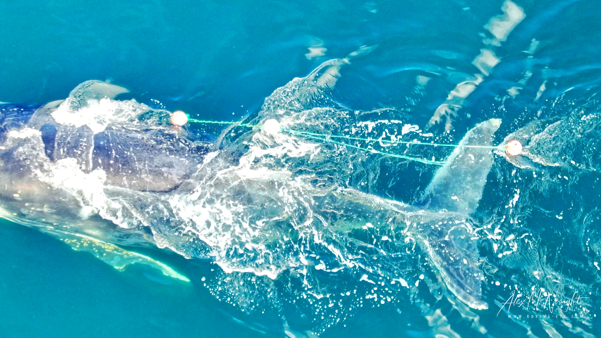 entangled-humpback-whales-spotted-off-port-macquarie-nbn-news