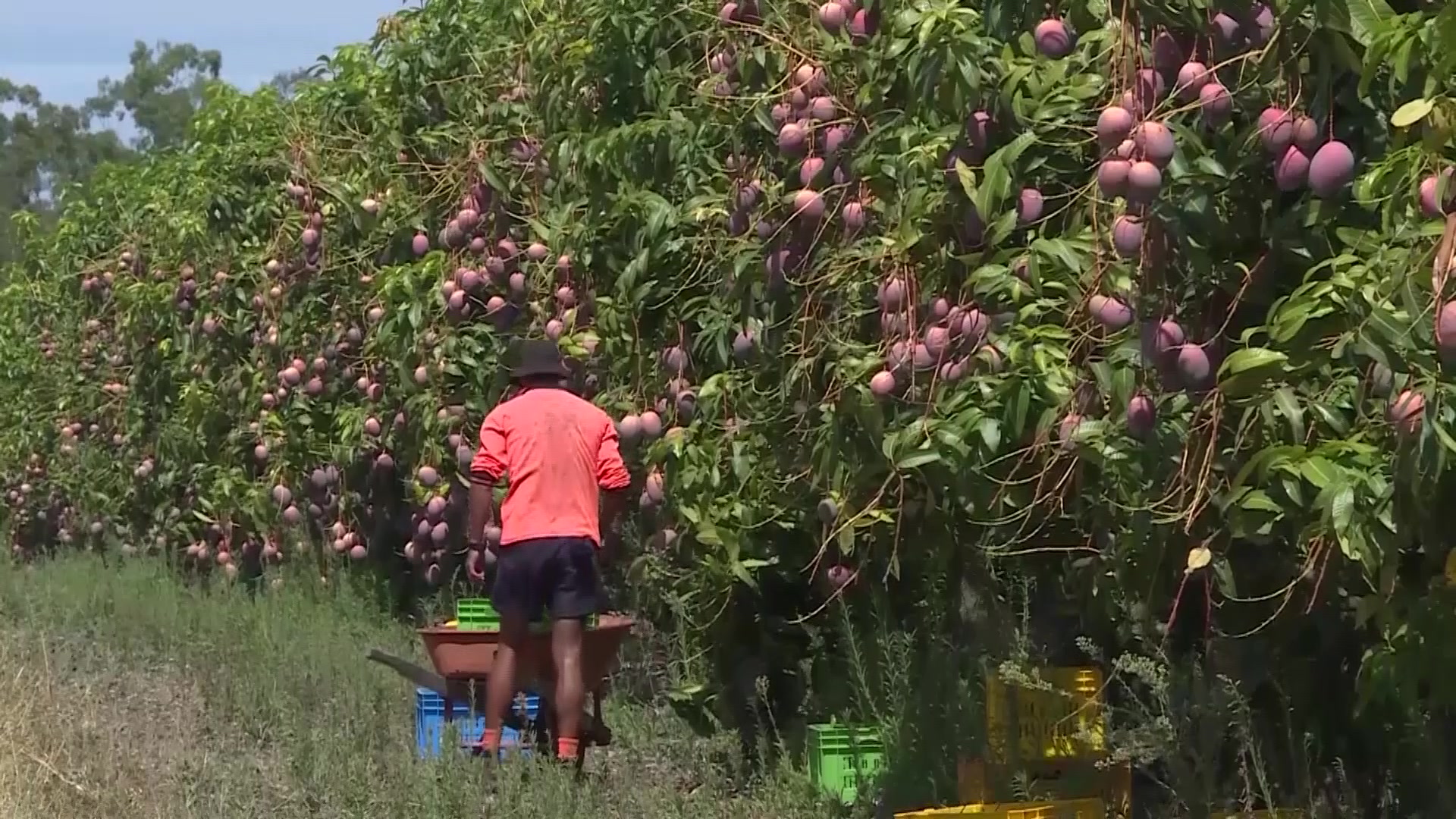Skilled Migrants Critical For Growing Tamworth Region NBN News skilled-migrants-critical-for-growing-tamworth-region-nbn-news