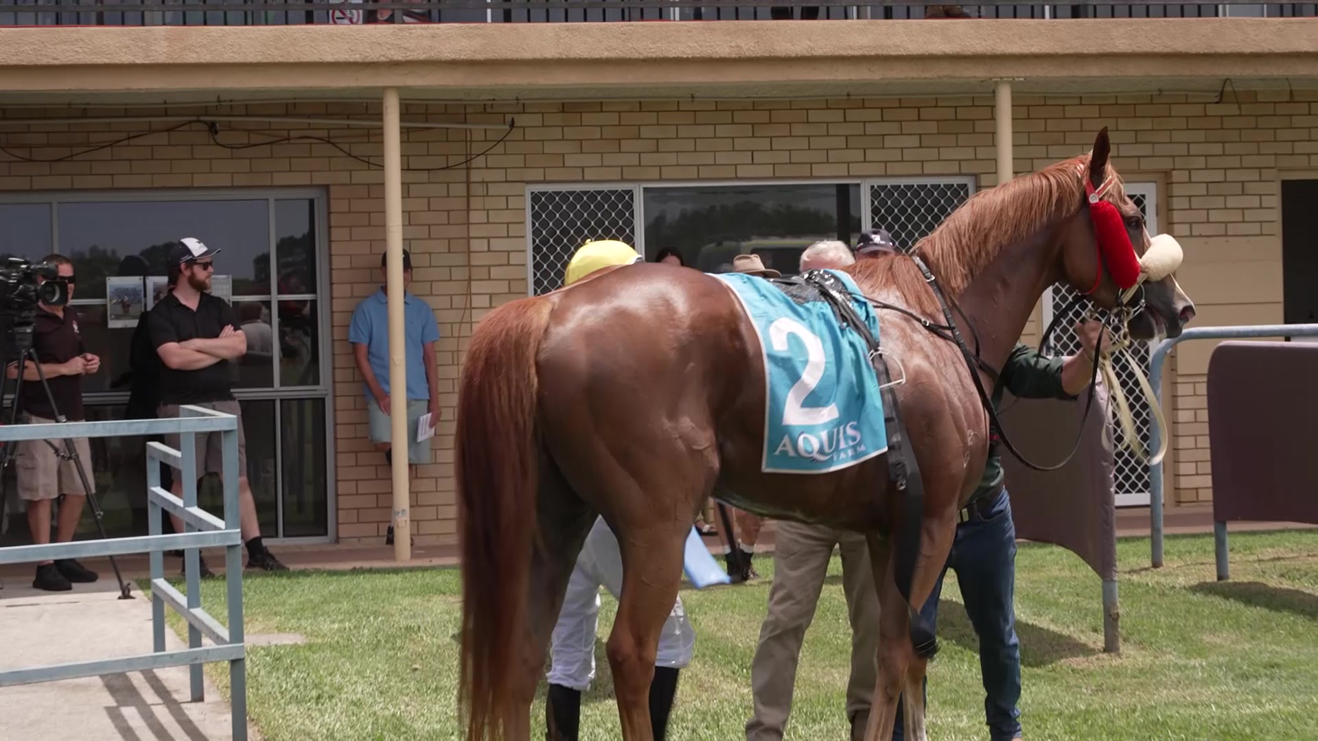 Ballina horse claims NBN News Maiden Plate – NBN News