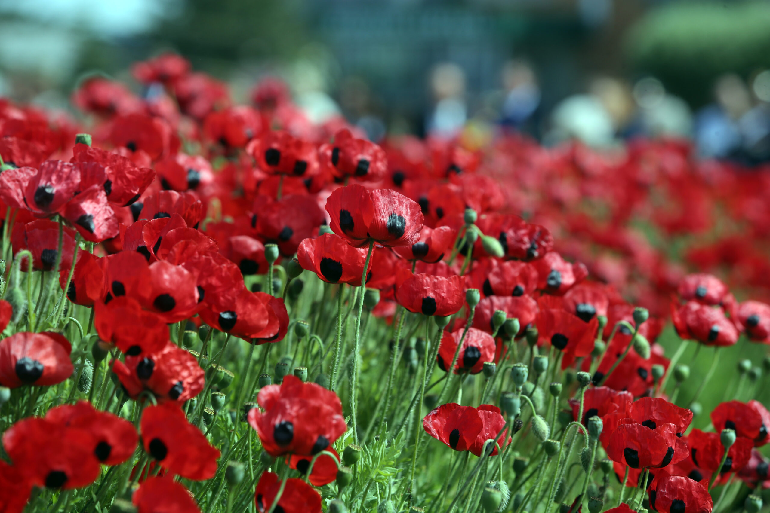 WBLCFMUX2FDCPicEditorAI7P3862-