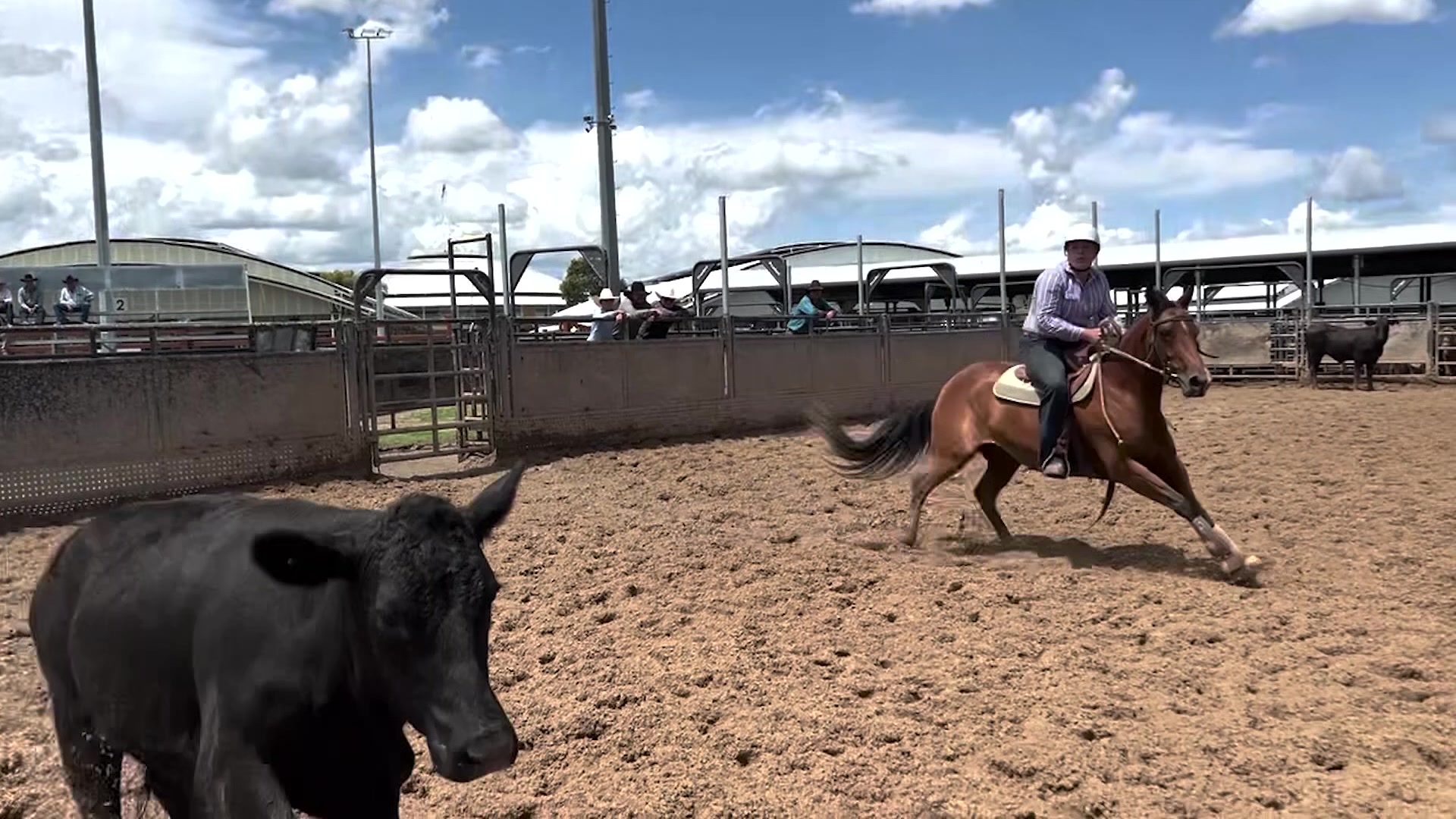 Prosten Campdraft North West campdrafting stud’s unique AELEC event – NBN News
