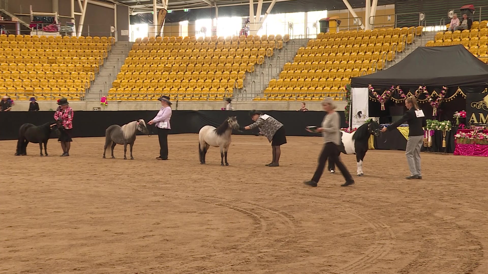 Mini Horses Rodeo Mini horses go head-to-head in Tamworth – NBN News