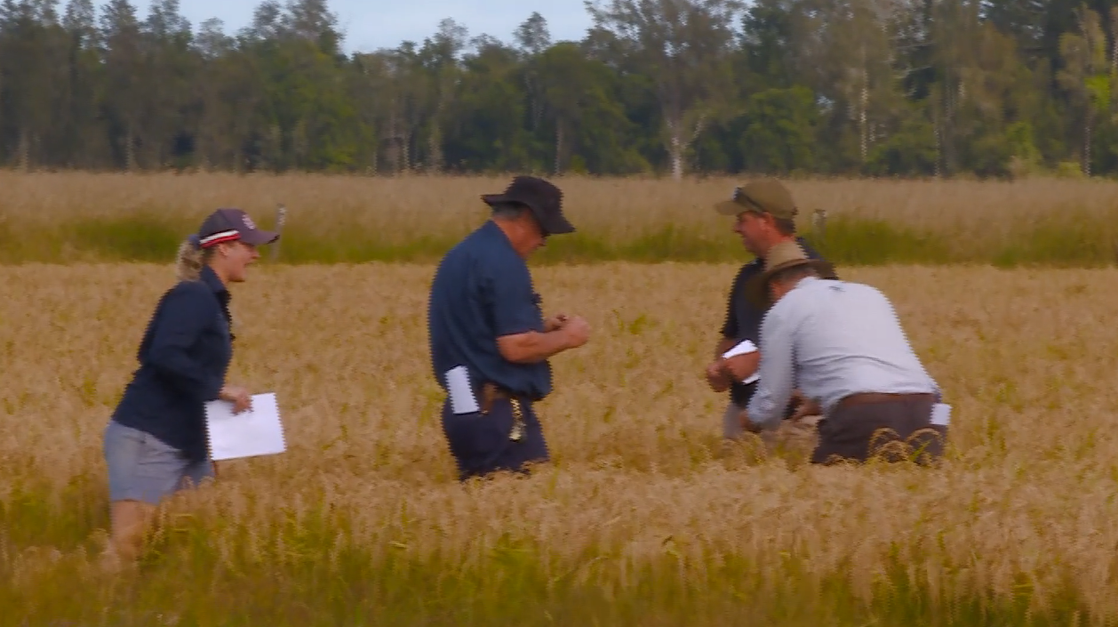New Black Rice variety being developed by Northern Rivers researchers ...