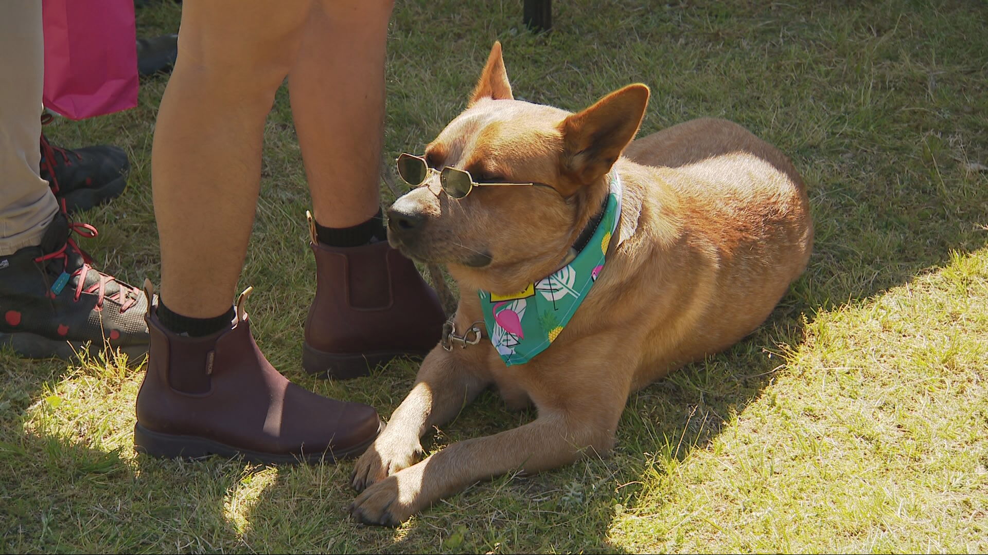 Dogs Rutting Muswellbrook Cattle Dog Muster – NBN News