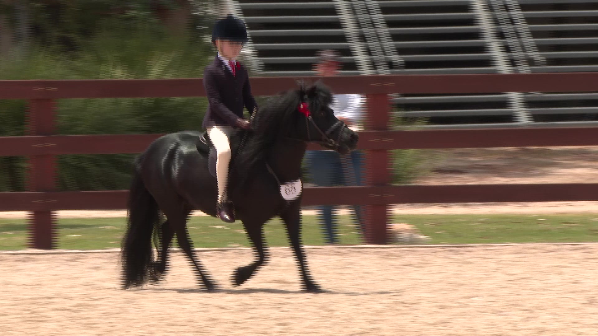 Show Horse Regional Championships – NBN News