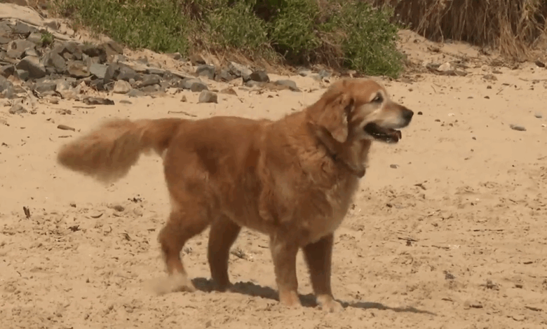 Residents demand better dog training following string of attacks – NBN News 3 Residents demand better dog training following string of attacks – NBN News