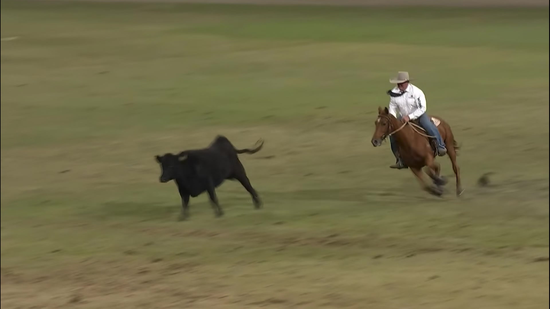 North West riders shine at World Championship Campdraft – NBN News