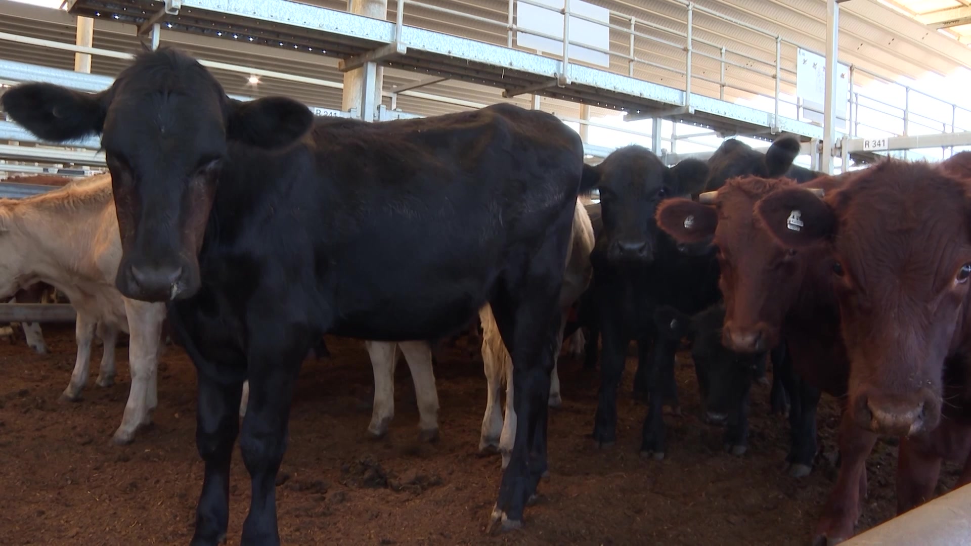 UNE scientists developing RNA vaccine for livestock
