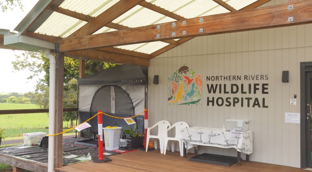 Northyern Rivers Northern Rivers wildlife experts say it’s inevitable bird flu will ...
